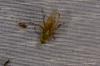 Scathophaga stercoraria